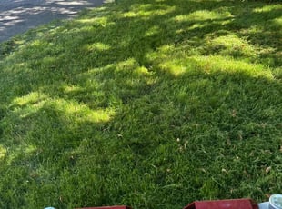 David S.'s lawn care services service result