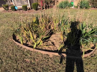 Dominique B.'s Flower Bed Weeding service result