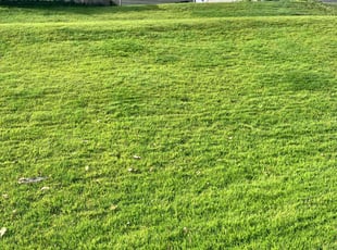 Brian E.'s grass maintenance service result