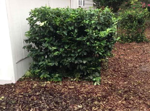 Elizabeth R.'s Bush Trimming service result