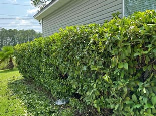 Christina A.'s Bush Trimming service result