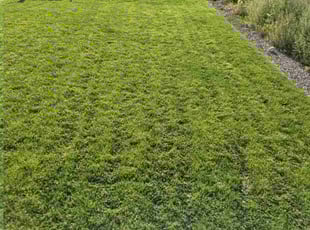 Terrie D.'s grass cutting service result