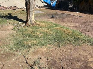 Tyrone M.'s lawn service service result