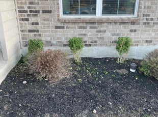 Billy D.'s Bush Trimming service result