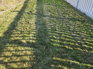 Greg D.'s turf care service result