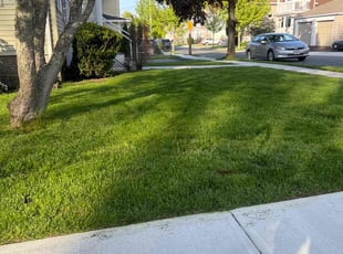 Seth T.'s turf care service result
