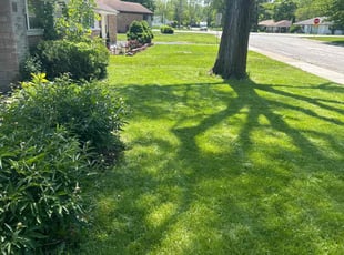 Lettie S.'s lawn service service result