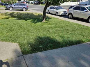 Dani G.'s turf maintenance service result