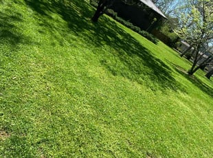 Dr. T.'s grass maintenance service result