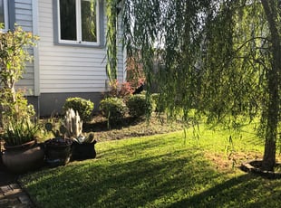 Stephanie T.'s Bush Trimming service result