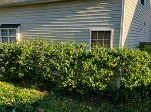 Cheryl A.'s Bush Trimming service result