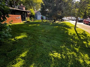 Shelby U.'s lawn care service result