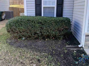 Therese N.'s Bush Trimming service result