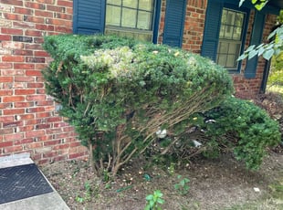 Daniel W.'s Bush Trimming service result