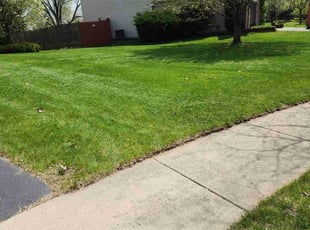 Jordan P.'s turf care service result