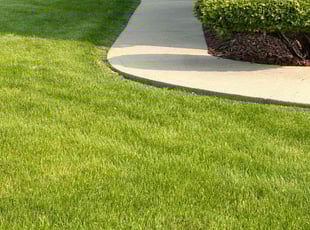 Steve C.'s turf maintenance service result