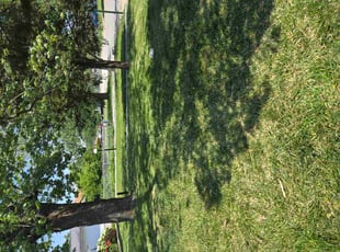 Anita S.'s lawn care service result