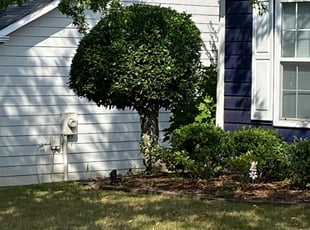 Jane B.'s Bush Trimming service result