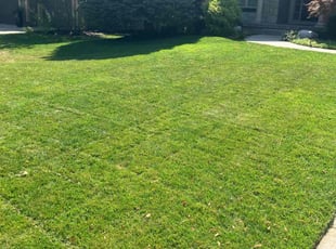 Karen P.'s grass cutting service result