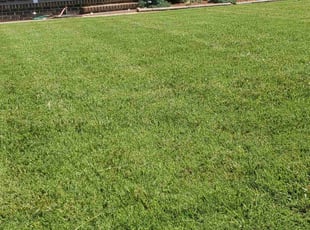 Carol P.'s lawn care service result