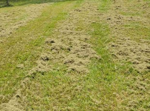 Walden R.'s turf care service result