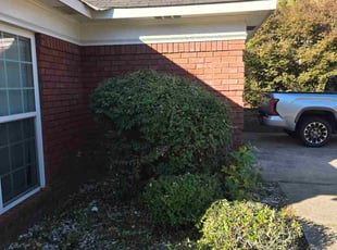 Cyndie G.'s Bush Trimming service result