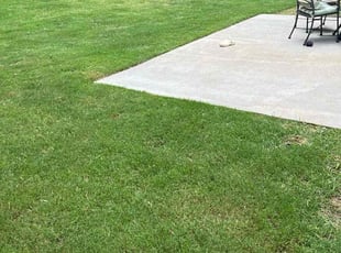 Asad M.'s grass cutting service result