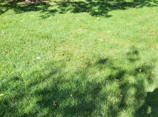Heather R.'s lawn care service result