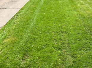 Trisha A.'s lawn maintenance service result