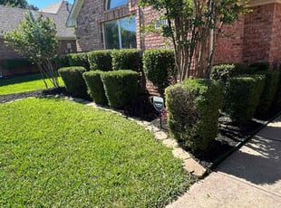 Bernice H.'s Bush Trimming service result