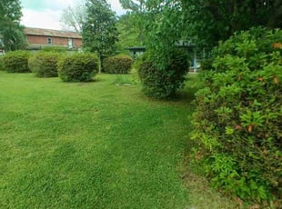 Angela P.'s grass maintenance service result