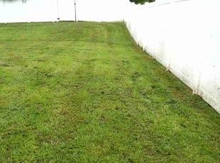 Connie W.'s turf care service result
