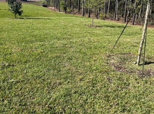 Nanette M.'s lawn service service result