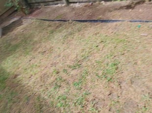 Ashley M.'s Leaf Removal service result