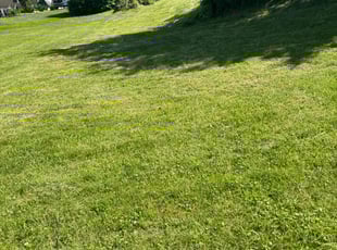 Betty B.'s lawn service service result