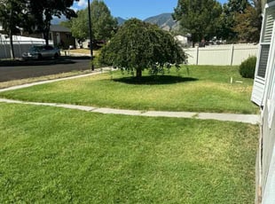 Misha M.'s turf care service result