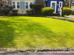 Ashley A.'s grass cutting service result