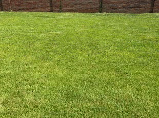 Antis G.'s lawn care service result