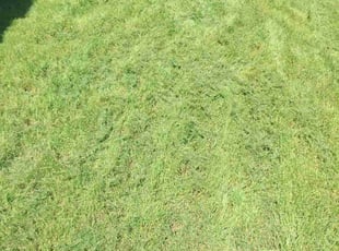 Sheryl S.'s lawn service service result
