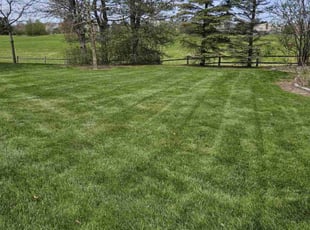 Kalia Y.'s turf care service result