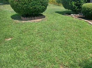 Victoria A.'s Bush Trimming service result