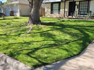 Tracey L.'s grass cutting service result