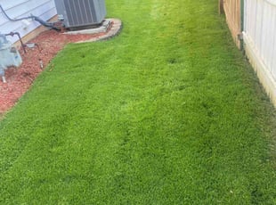 Peggy D.'s turf care service result