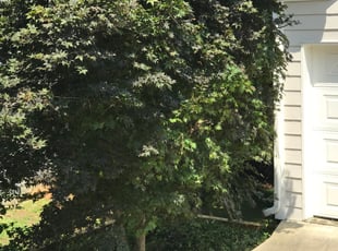 Debbie C.'s Bush Trimming service result