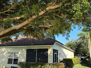 Jennifer S.'s Tree Trimming service result