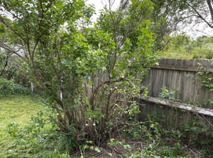 Anthony R.'s Bush Trimming service result
