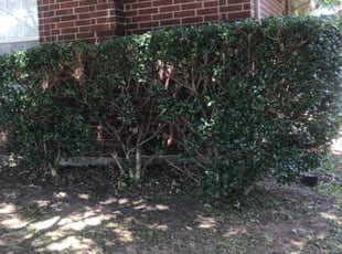 Kelly E.'s Bush Trimming service result