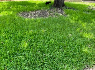 Cheryl C.'s lawn maintenance service result