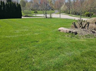 Antonio F.'s grass maintenance service result