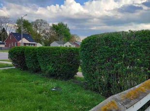 Jennifer L.'s Bush Trimming service result